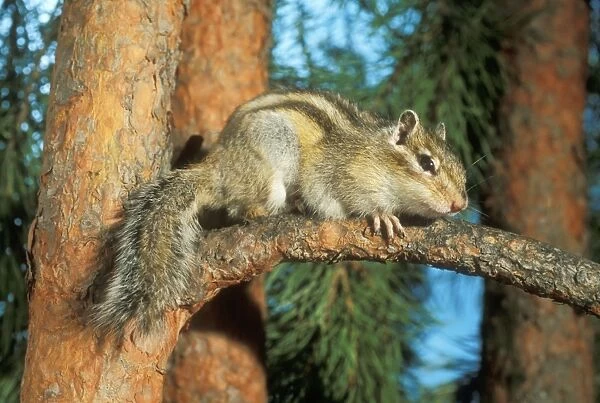 Siberian Chipmunk - hiding on pine tree