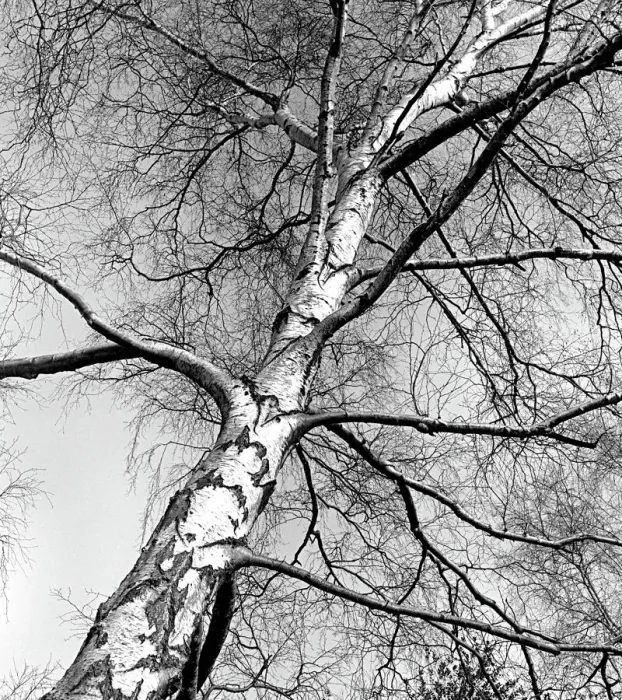 Framed Print : A Silver Birch Tree - Winter Print Framed Print : A Silver Birch Tree - Winter Print