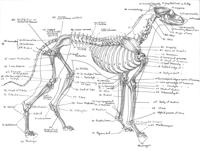Framed Print : Greyhound Skeleton Anatomical Print in Pen and Ink Framed Print : Greyhound Skeleton Anatomical Print in Pen and Ink
