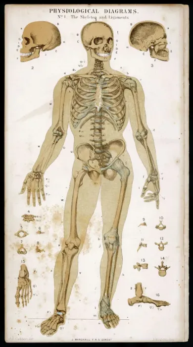 Framed Print : Skeleton and Ligaments Print: Anatomical Illustration of the Human Skeleton Framed Print : Skeleton and Ligaments Print: Anatomical Illustration of the Human Skeleton