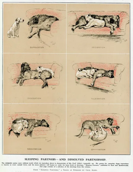 Framed Print : Cecil Aldin's Sleeping Partners Print, 1929 Framed Print : Cecil Aldin's Sleeping Partners Print, 1929