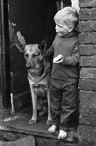 Boy dogs for sale hot sale