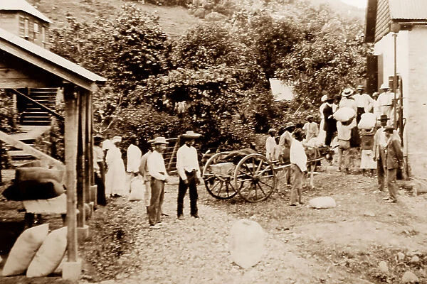 Small growers selling their cotton, St Vincent, Caribbean