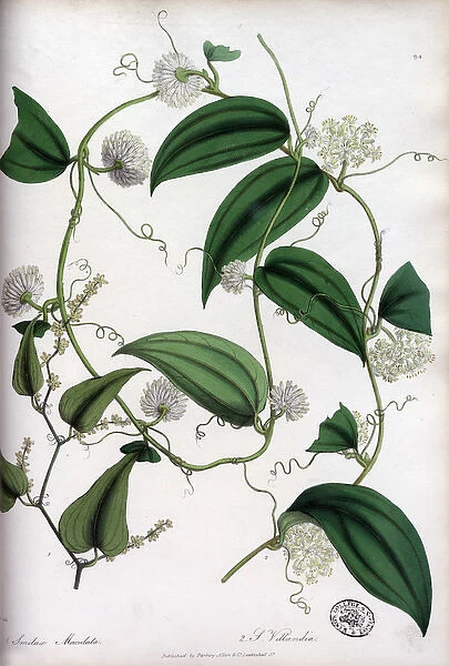 Smilax maculata and Smilax villandia