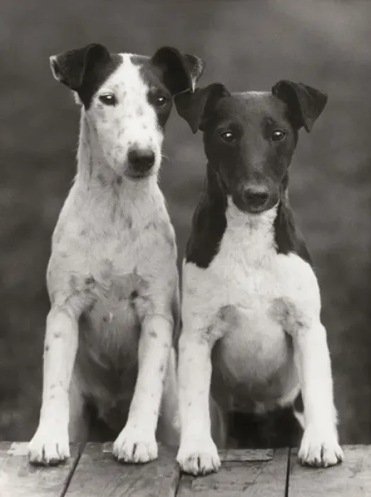 Framed Print : Smooth Fox Terriers Print - Two Young Dogs on a Table Framed Print : Smooth Fox Terriers Print - Two Young Dogs on a Table