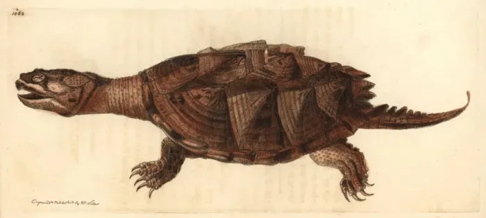 Framed Print : Snapping Turtle Print, Chelydra serpentina, 1812 Engraving Framed Print : Snapping Turtle Print, Chelydra serpentina, 1812 Engraving