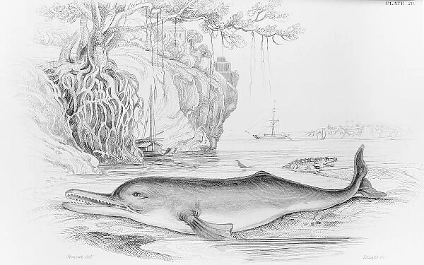 The Soosoo of the Ganges, a river dolphin