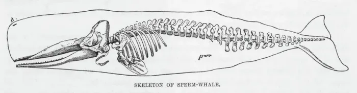 Framed Print : Sperm Whale Skeleton Print Framed Print : Sperm Whale Skeleton Print