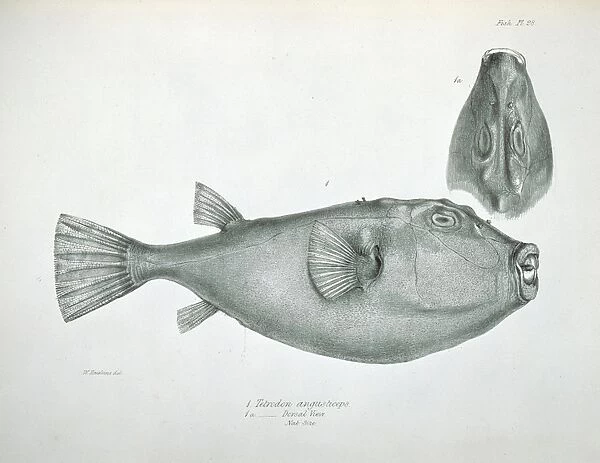 Sphoeroides angusticeps, narrow headed puffer