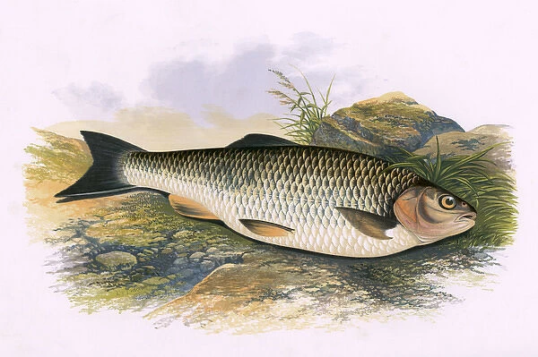 Squalius cephalus, or European Chub. Date: 1879 For sale as Framed Prints,  Photos, Wall Art and Photo Gifts