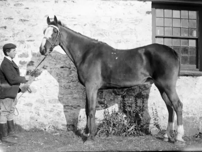 Framed Print : Stable Boy with Stallion Print