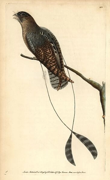 Standard-winged nightjar, Macrodipteryx longipennis