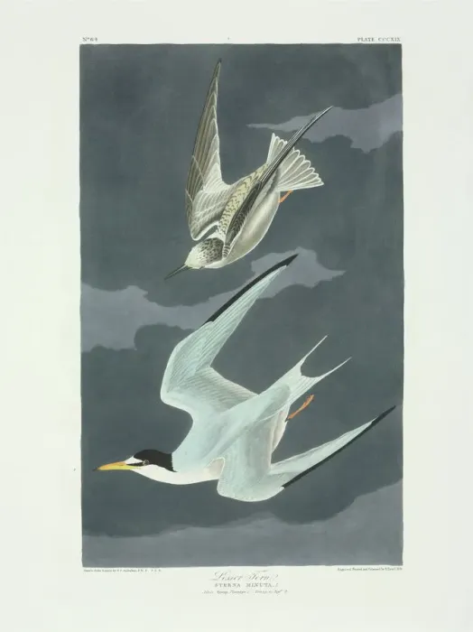 Framed Print : Least Tern Print, Plate 319 from Birds of America (1835-38) Framed Print : Least Tern Print, Plate 319 from Birds of America (1835-38)
