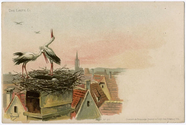 The storks lay a precious egg in their nest - Strasbourg