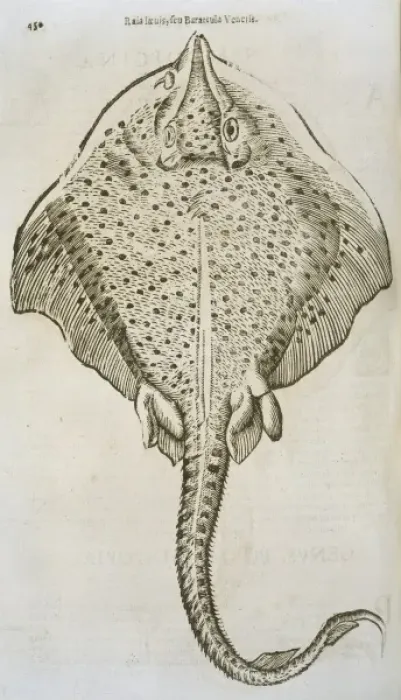 Framed Print : Print of a ray in study format Framed Print : Print of a ray in study format