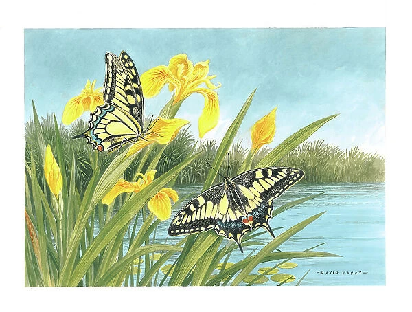 Swallowtail butterflies and Yellow Flags