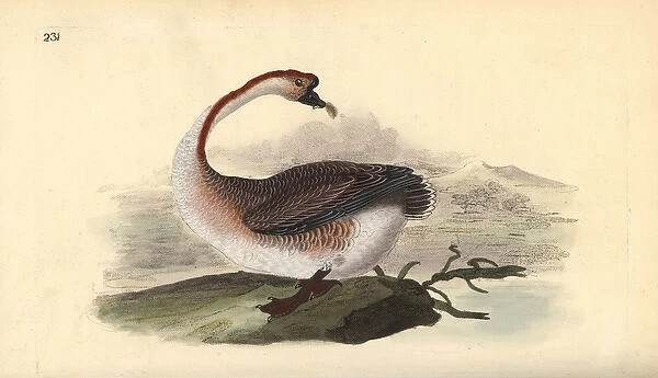 Swan goose, Anser cygnoides, vulnerable