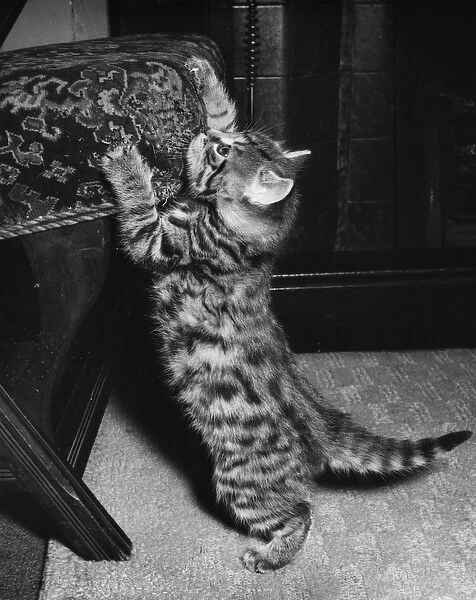 Tabby kitten sharpening its claws on a chair