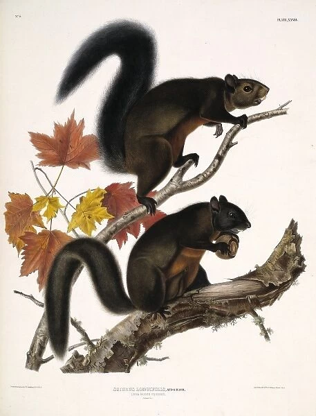 Tamiasciurus douglasii, Douglas squirrel