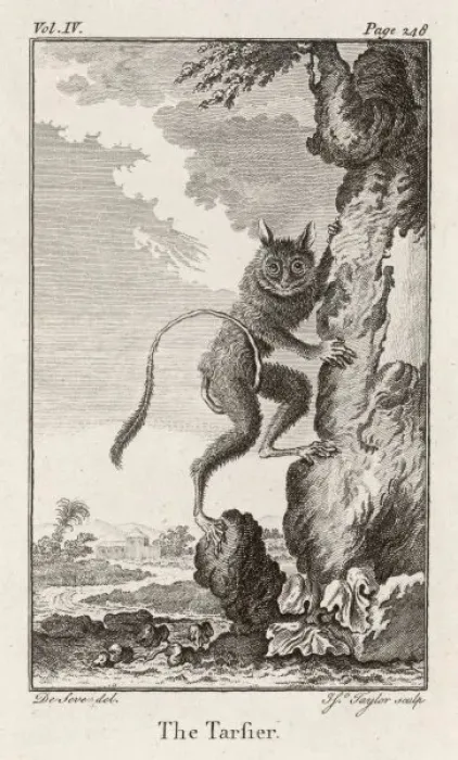 Framed Print : Western Tarsier Print - Prosimian Species Framed Print : Western Tarsier Print - Prosimian Species