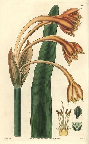 Tawny coburgia, Coburgia fulva or Clinanthus fulvus