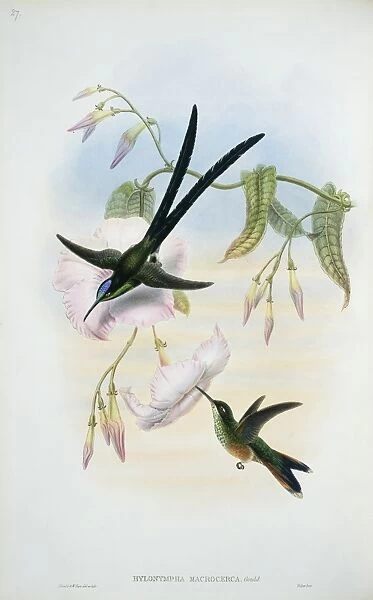 Thalurania furcata refulgens, fork-tailed woodnymph
