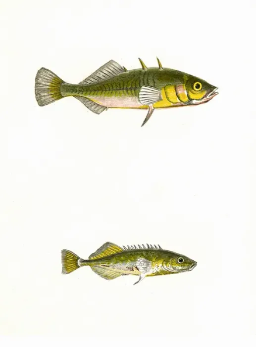 Framed Print : Three-Spined Stickleback and Tinker Print, 1862 Framed Print : Three-Spined Stickleback and Tinker Print, 1862