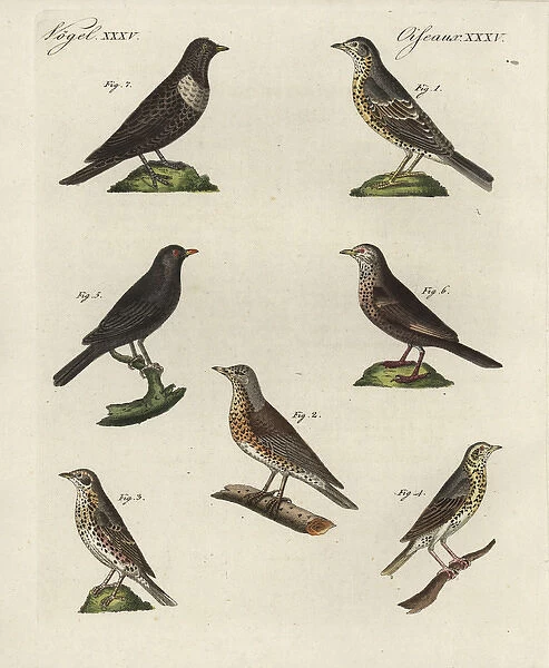 Thrushes, blackbird and ring ouzel