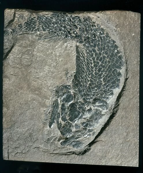 Thursius pholidotus, fossil fish
