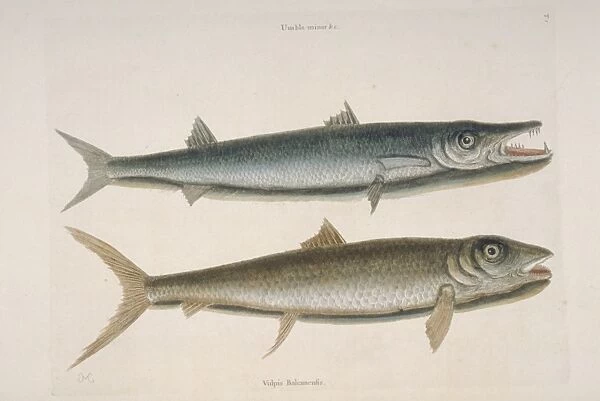 Thyrsites atun, barracuda & Albula vulpes, vulpis