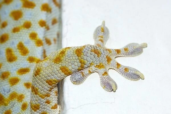 Tokay Gecko - adult front foot holding onto a corner