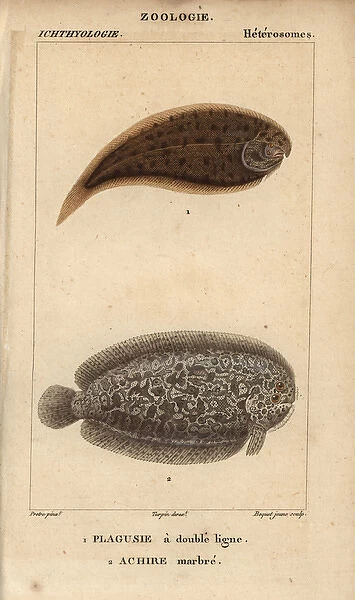 Tonguefish, Symphurus, and marbled sole, Pleuronectes