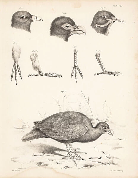 Tooth-billed pigeon, Bruces green pigeon