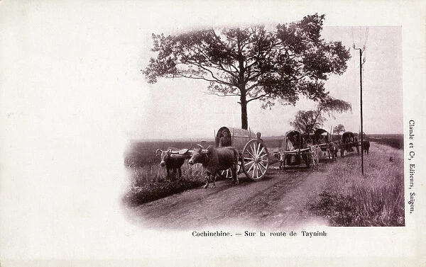 Traditional Ox wagons on the Road to Tay Ninh, Vietnam