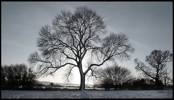 Tree in snowy field Winter