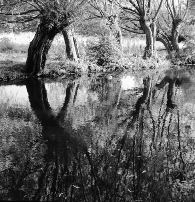 Framed Print : Trees reflected in a pond print