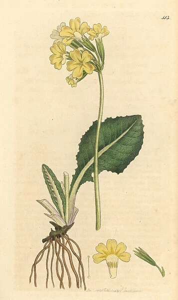 True oxlip, Primula elatior