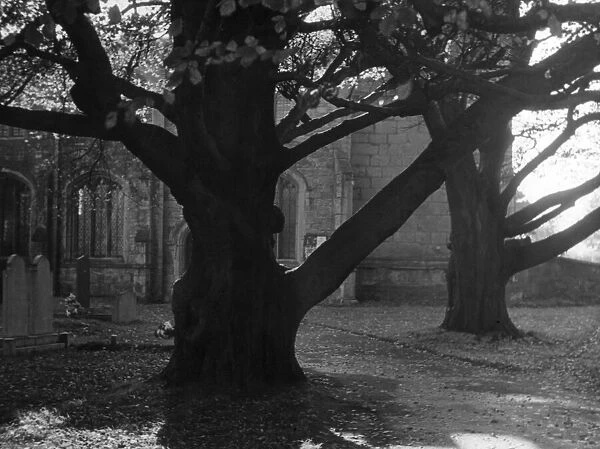 The trunks of ancient beech trees in Walesby churchyard, near Retford, Nottinghamshire