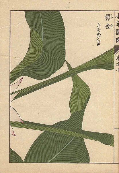Turmeric leaves, Curcuma longa L var macrophylla