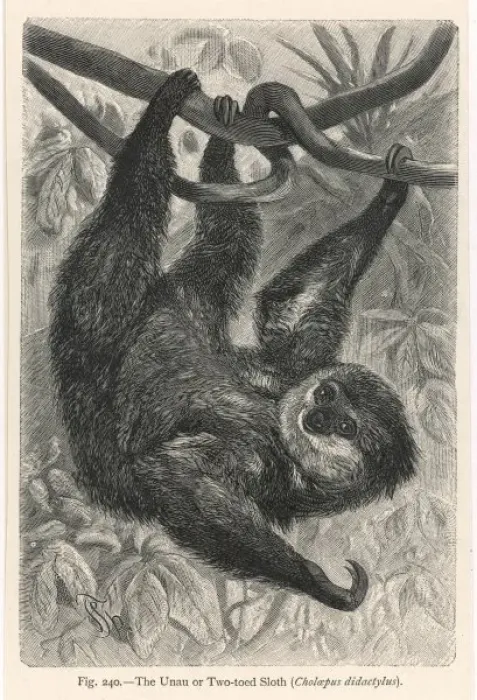 Framed Print : Two-Toed Sloth Print Framed Print : Two-Toed Sloth Print