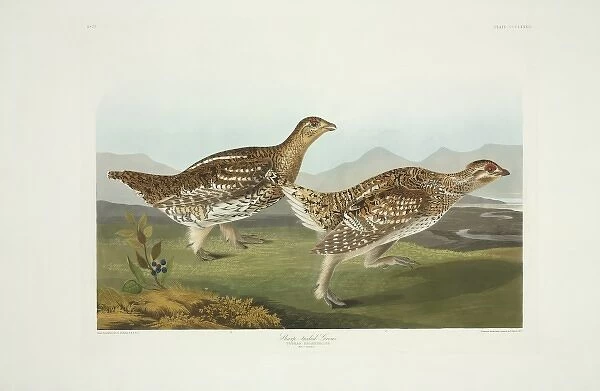 Tympanuchus phasianellus, sharp-tailed grouse
