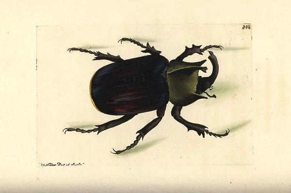 Typhon beetle, Scarabaeus typhon