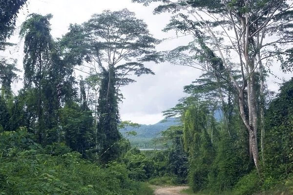 A typical unpaved road surrounded by lush vegetation