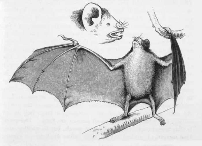 Framed Print : Vampire Bat Print: A Desmodus d Orbignyi in Chile Framed Print : Vampire Bat Print: A Desmodus d Orbignyi in Chile