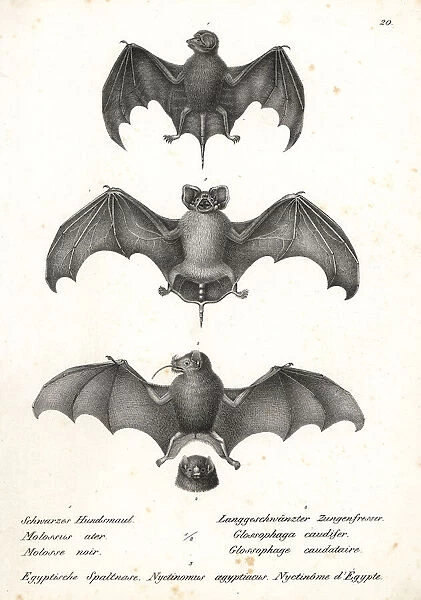 Varieties of bats