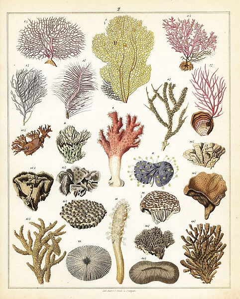 Varieties of corals