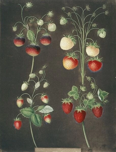Four varieties of strawberry