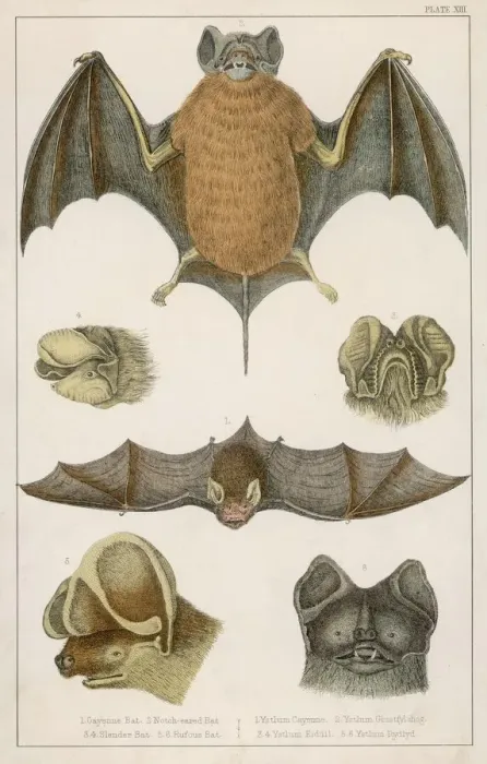 Framed Print : Various Bats Print: Cayenne, Notch-eared, Slender and Rufous Bat Species