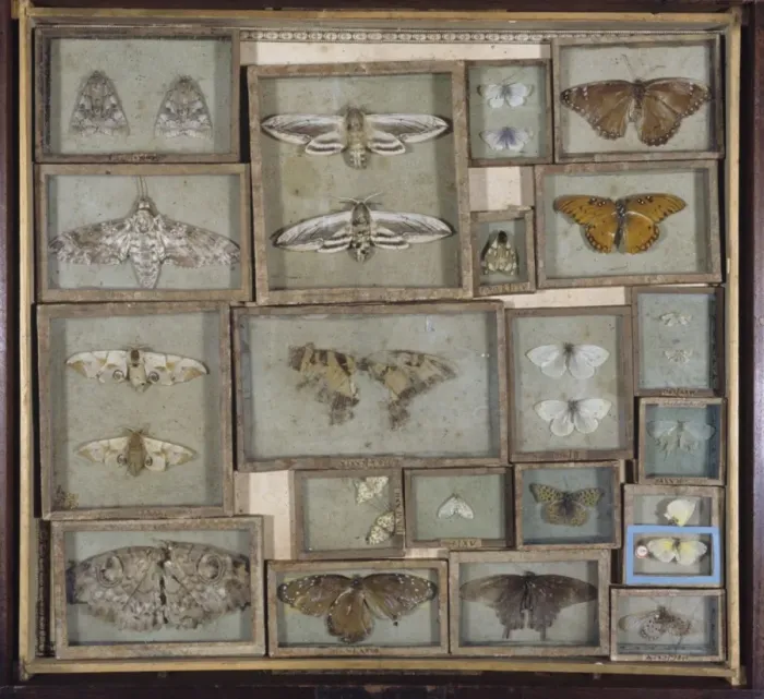 Framed Print : Various Lepidoptera Print: A Selection of Entomological Specimens