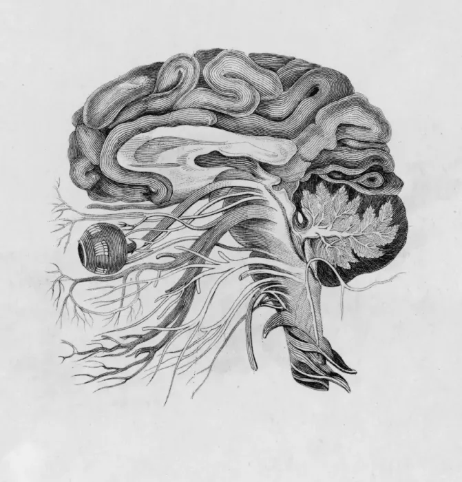 Framed Print : Side View Brain Print Framed Print : Side View Brain Print